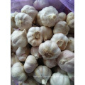 high quality Chinese Normal White Garlic